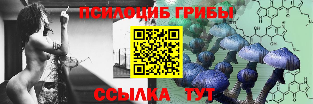 Псилоцибиновые грибы Cubensis Дербент